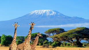 草原上的长颈鹿与雪山景观