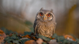 呆萌猫头鹰栖息于枝头
