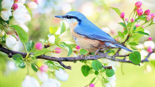 蓝鸟栖于繁花盛开的枝头