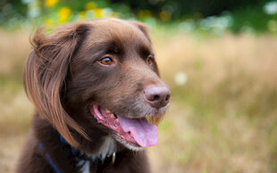 棕色狗狗吐舌惬意模样