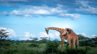 草原上的长颈鹿
