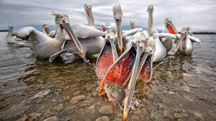 鹈鹕群在浅滩觅食的场景