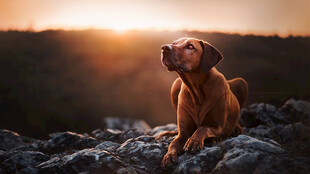 夕阳下的沉思犬
