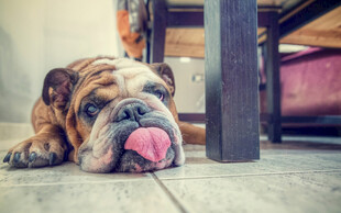 趴着吐舌的可爱英国斗牛犬