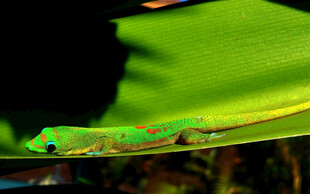 绿叶上的多彩昆虫