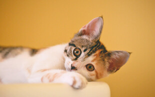 可爱三色小猫趴卧