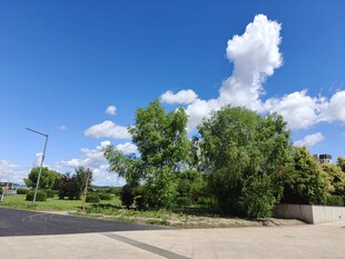 蓝天白云下的绿树景致