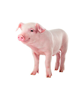 猪图片
