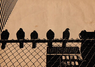 铁丝网上的鸟群剪影