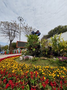 多彩花卉装点的美丽花园
