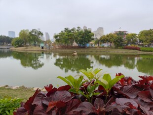 湖畔绿植与宁静湖水景观