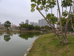 湖畔绿树环绕的城市风景