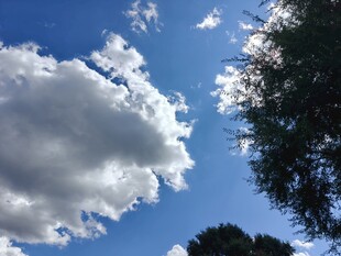 蓝天白云下的树梢美景