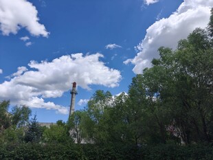 蓝天白云下的葱郁树林