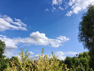 蓝天白云下的绿植景观