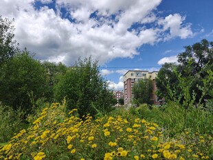 繁花绿野间的蓝天白云