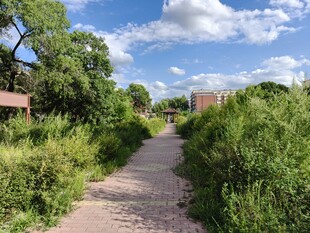 绿意盎然的风景