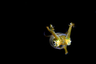 金色奇特昆虫特写