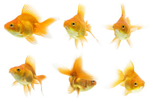 六只色彩明艳的小金鱼