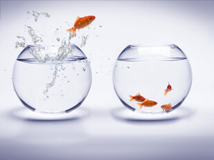 金鱼跃出鱼缸瞬间