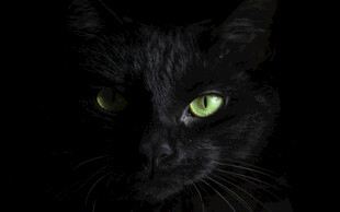 黑暗中绿眼黑猫