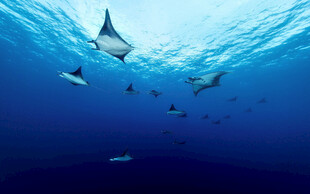 深海中游弋的群鱼