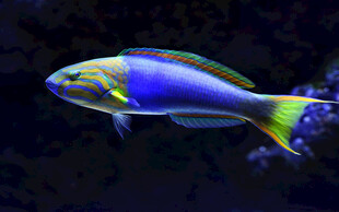 色彩斑斓的水中热带鱼