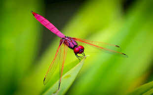 停在绿叶上的玫红色蜻蜓