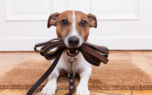 叼着领带的可爱小狗