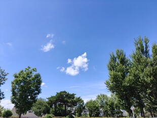 蓝天绿树间的悠然景致