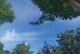 仰望蓝天绿树美景