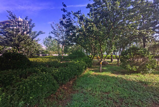 绿意盎然的户外园林景观