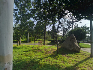 公园草地旁的树木与巨石