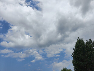 蓝天白云下的树木景致