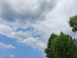 蓝天白云下的绿树风光