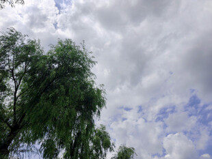 蓝天白云下的葱郁绿树