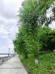 河畔绿荫小道风景