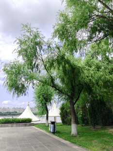 公园中柳树下的休闲场景