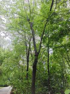 林间绿意盎然的静谧小道