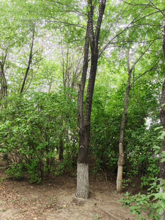 林间直立的粗壮树木