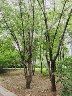 林间绿树成荫的清新景致