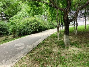 林荫小道绿意盎然