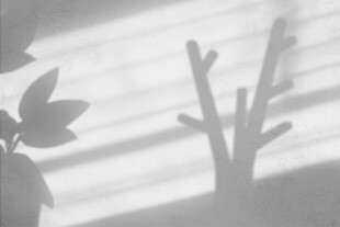 窗下植物光影剪影