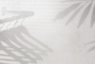 简约光影下的植物影子