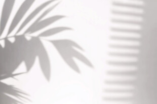 棕榈叶光影投射画面