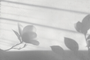 黑白视角下的优雅花卉