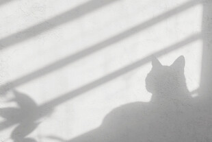 窗影下的猫咪剪影