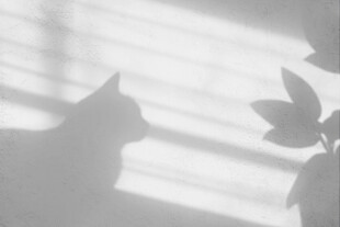 阳光下猫咪与植物的剪影