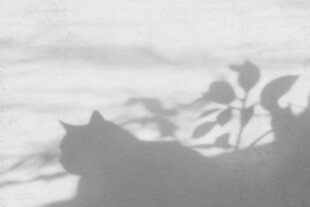 窗边猫咪与植物剪影