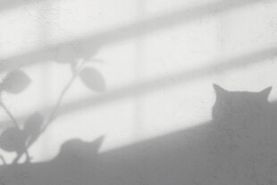 光影下的猫咪与绿植